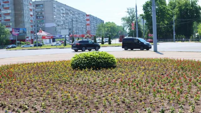 В Брянске зацвели более 160 тыс. растений на клумбах с наступлением лета