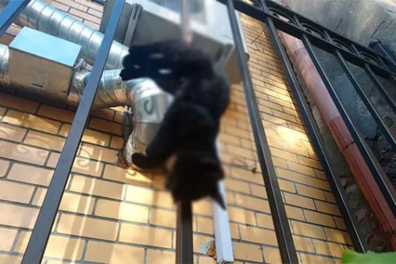 В центре Брянска жестоко убили кошку