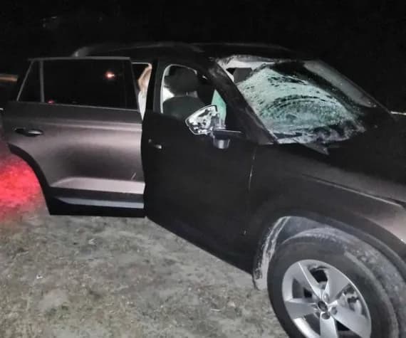 Оказавшийся на дороге лось устроил аварию под Навлей
