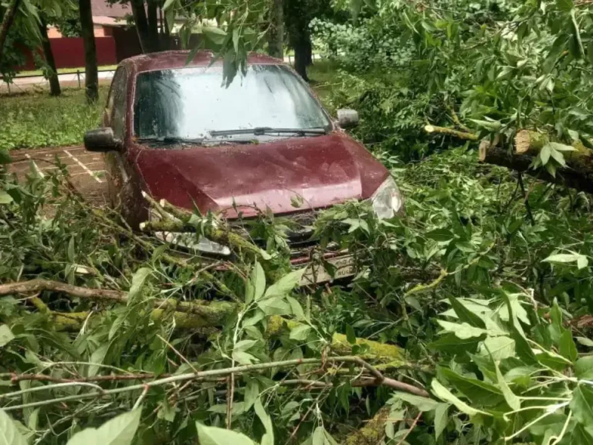 Ураган в Брянской области: стихия оставила автомобили под завалами
