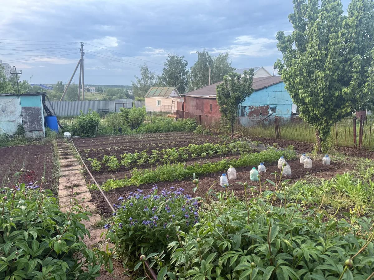 По всем грядкам в конце мая раскидываю по ложке этого «удобрения» - и до осени никакие подкормки больше не нужны